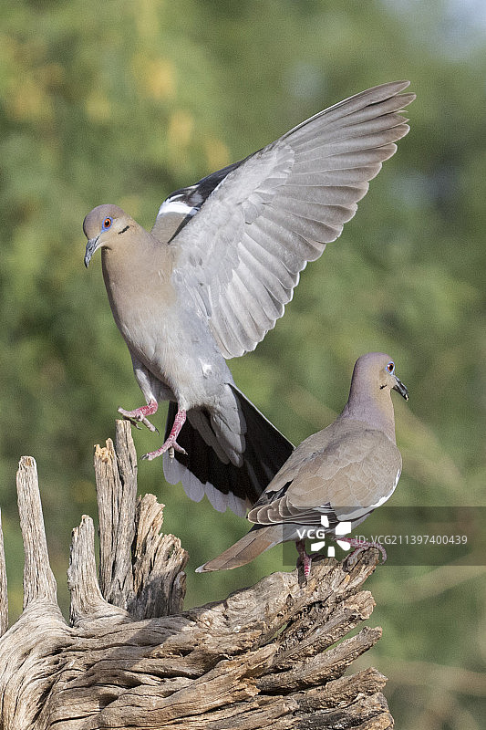 降落的白翅鸽图片素材