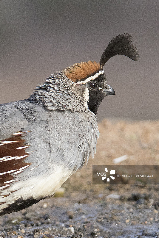 雄性甘贝尔鹌鹑特写图片素材