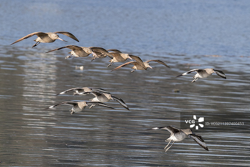 丘鹬和斑鹬飞行图片素材