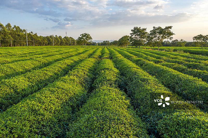 夕阳下的茶园图片素材