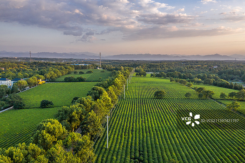 夕阳下的茶园图片素材