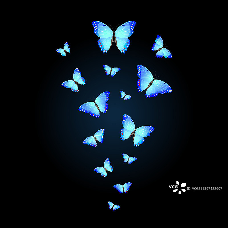 一群鲜艳的蓝色蝴蝶图片素材