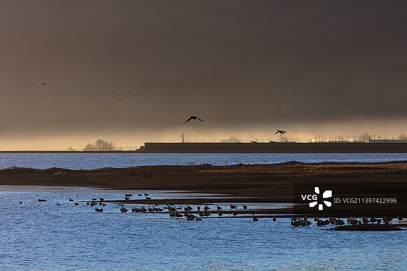 西藏自治区拉萨市林周县清晨飞行的斑头雁图片素材