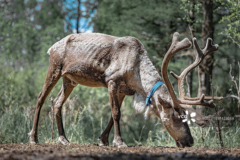 黑龙江大兴安岭鄂温克族部落驯鹿图片素材