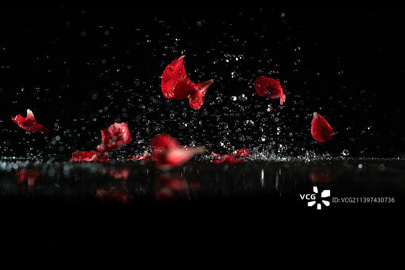 红色花瓣和水在黑色背景上跳起来高速棚拍广告素材图片素材