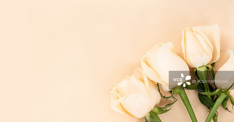 极简香槟玫瑰留白海报背景图片素材