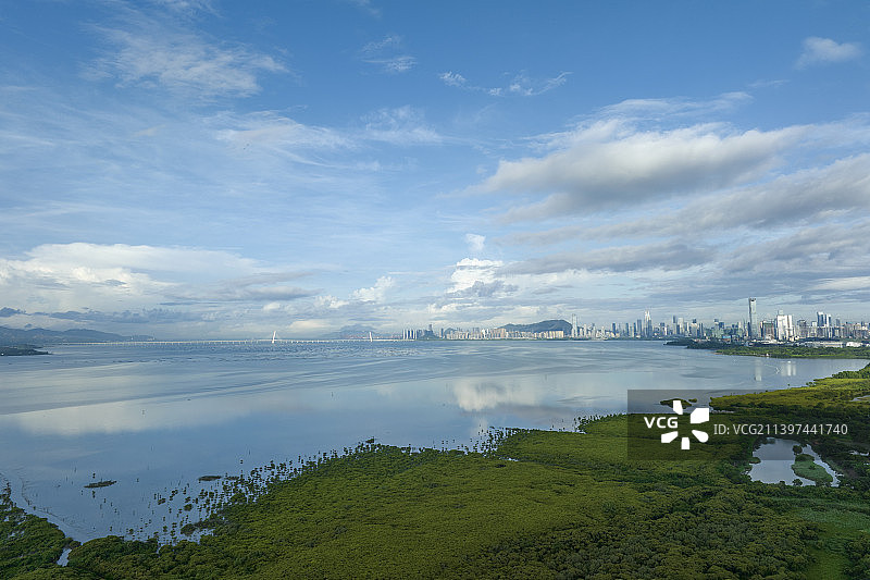 深圳湾红树林图片素材