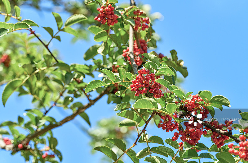 四川雅安汉源成熟饱满的新鲜红花椒微距特写图片素材