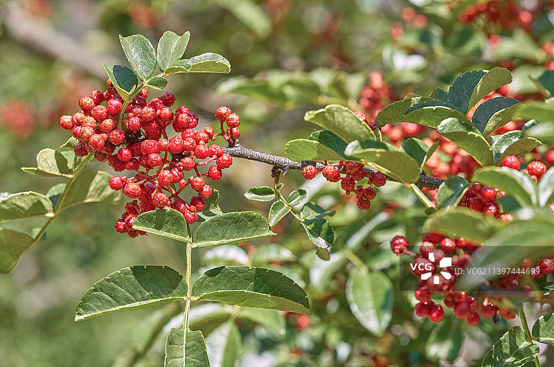 四川雅安汉源成熟饱满的新鲜红花椒微距特写图片素材