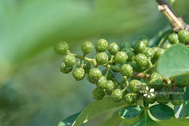 成熟饱满的新鲜藤椒、竹叶花椒微距特写图片素材