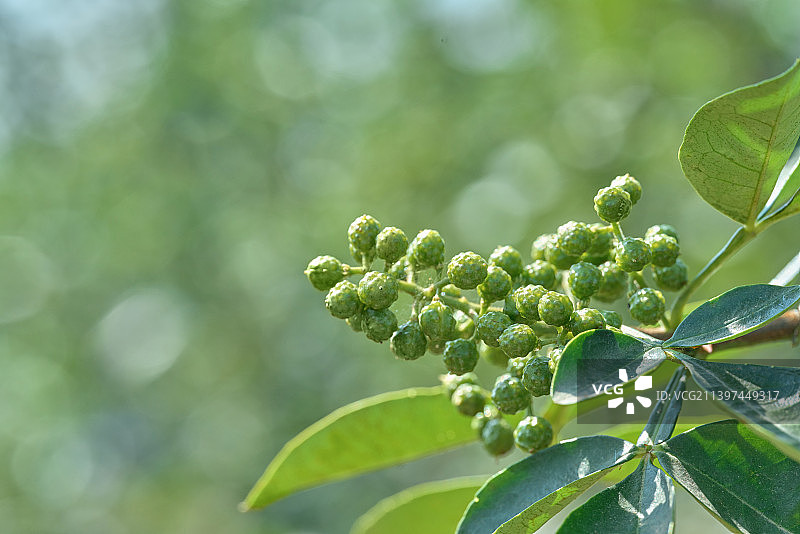 成熟饱满的新鲜藤椒、竹叶花椒微距特写图片素材