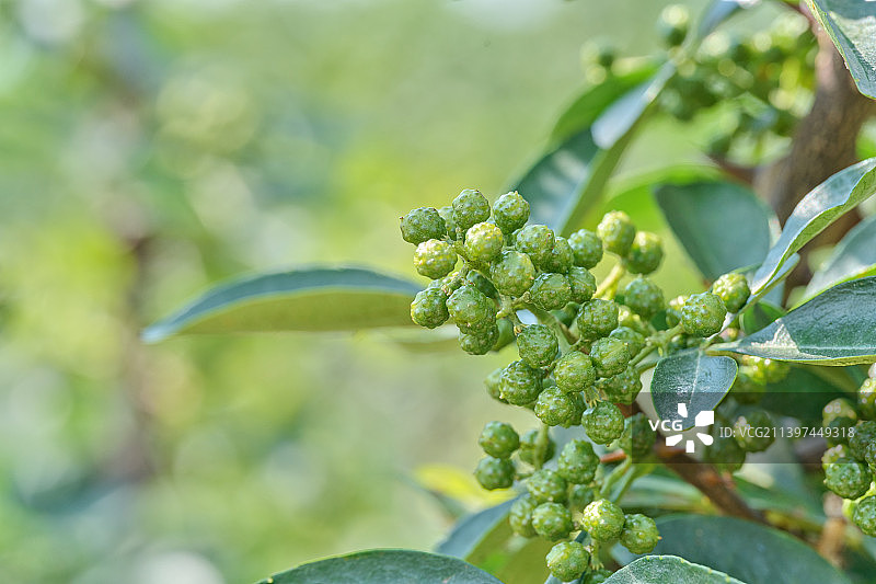 成熟饱满的新鲜藤椒、竹叶花椒微距特写图片素材