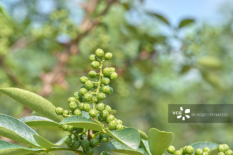 成熟饱满的新鲜藤椒、竹叶花椒微距特写图片素材