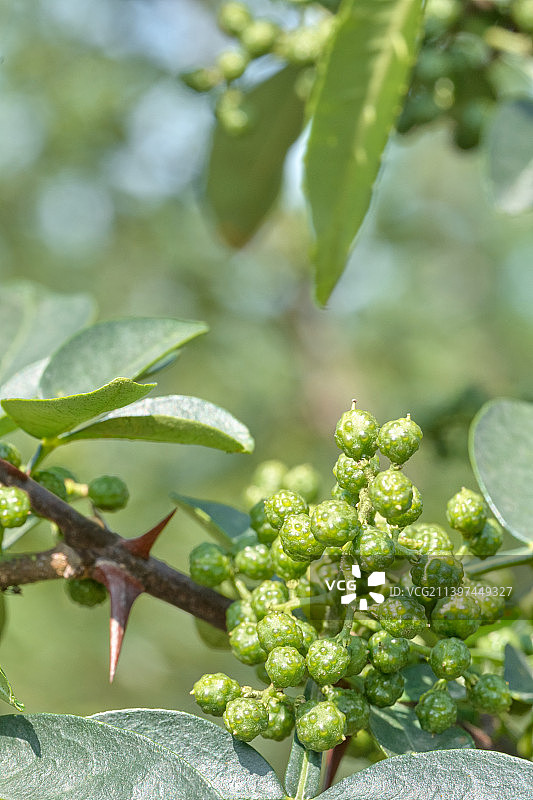 成熟饱满的新鲜藤椒、竹叶花椒微距特写图片素材