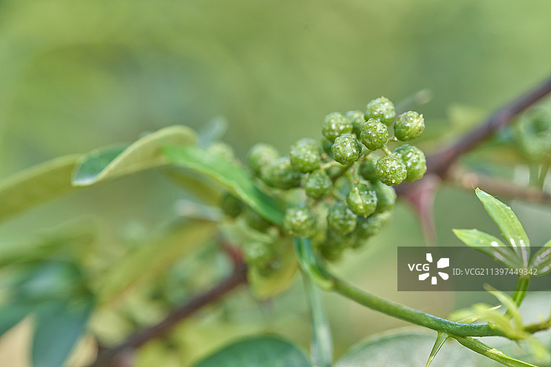 成熟饱满的新鲜藤椒、竹叶花椒微距特写图片素材