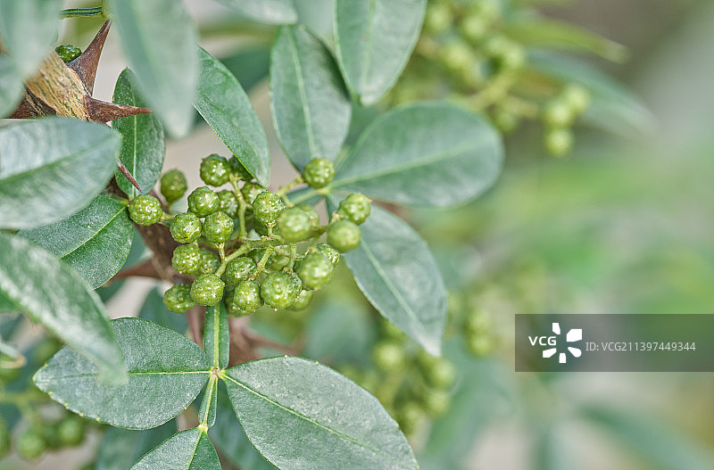 成熟饱满的新鲜藤椒、竹叶花椒微距特写图片素材