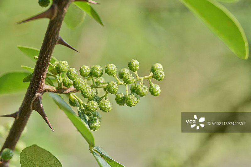 成熟饱满的新鲜藤椒、竹叶花椒微距特写图片素材