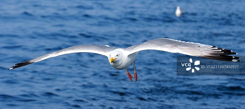 海鸥图片素材
