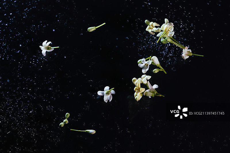 海桐花和飞溅的水滴在黑色背景上跳起来高速棚拍广告素材图片素材