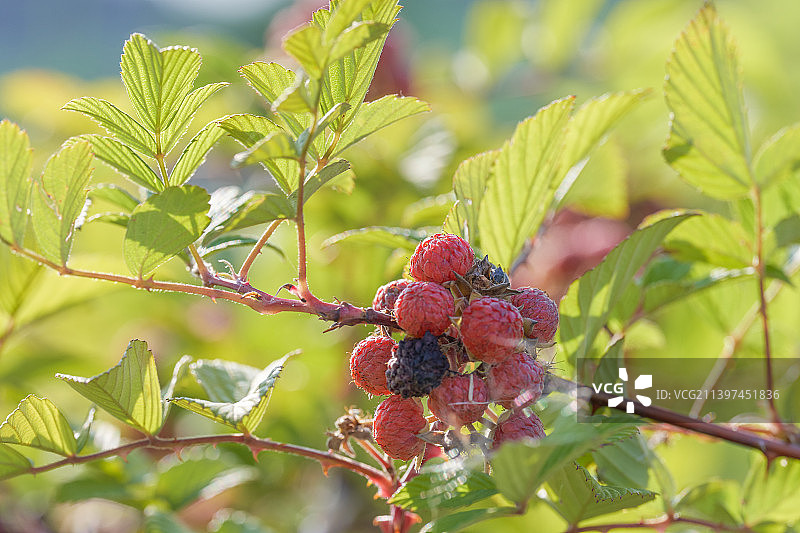 晴朗蓝天下自然成熟的树莓覆盆子微距特写图片素材