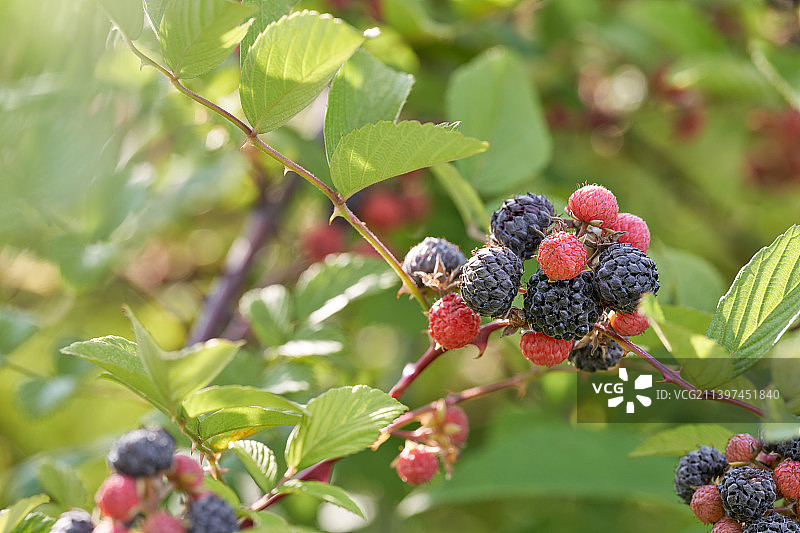 晴朗蓝天下自然成熟的树莓覆盆子微距特写图片素材