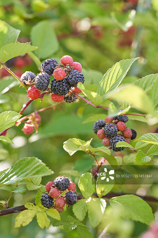 晴朗蓝天下自然成熟的树莓覆盆子微距特写图片素材