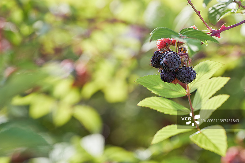 晴朗蓝天下自然成熟的树莓覆盆子微距特写图片素材