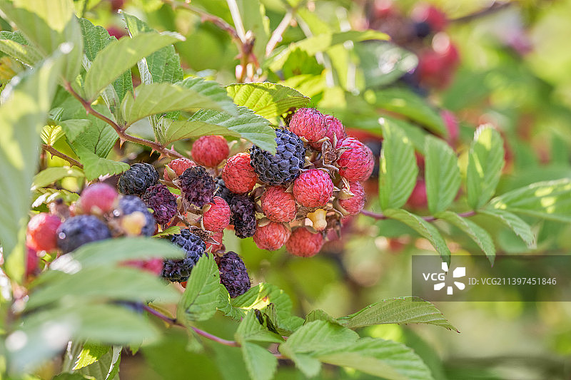 晴朗蓝天下自然成熟的树莓覆盆子微距特写图片素材