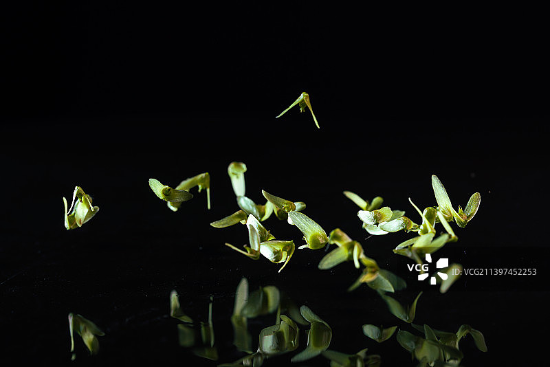 枫杨种子在黑色背景上跳起来高速棚拍广告素材图片素材