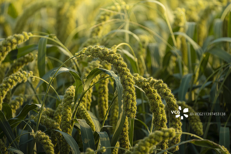 谷子种植地图片素材