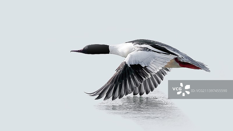 秋沙鸭图片素材