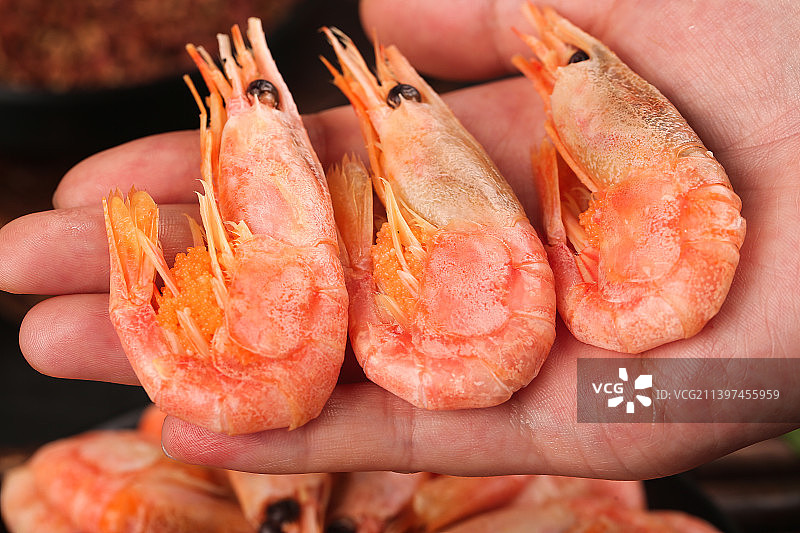 手上放着北极甜虾图片素材