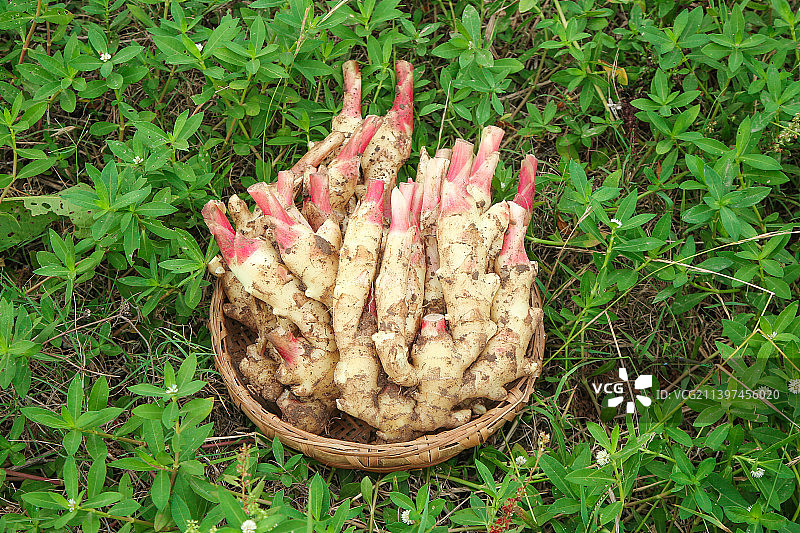 草地上放着一筐嫩姜芽图片素材