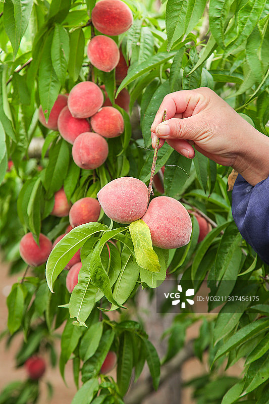 手上拿着胭脂红桃子图片素材