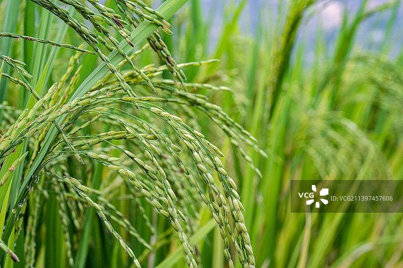 秋天稻田里的水稻特写图片素材