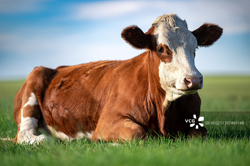 锡林郭勒草原牧场的奶牛图片素材