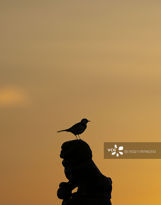 日落时栖息在岩石上的鸟的剪影图片素材