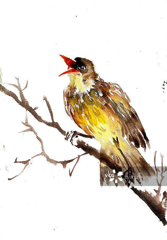 鸣叫的小鸟图片素材