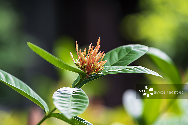 龙船花图片素材