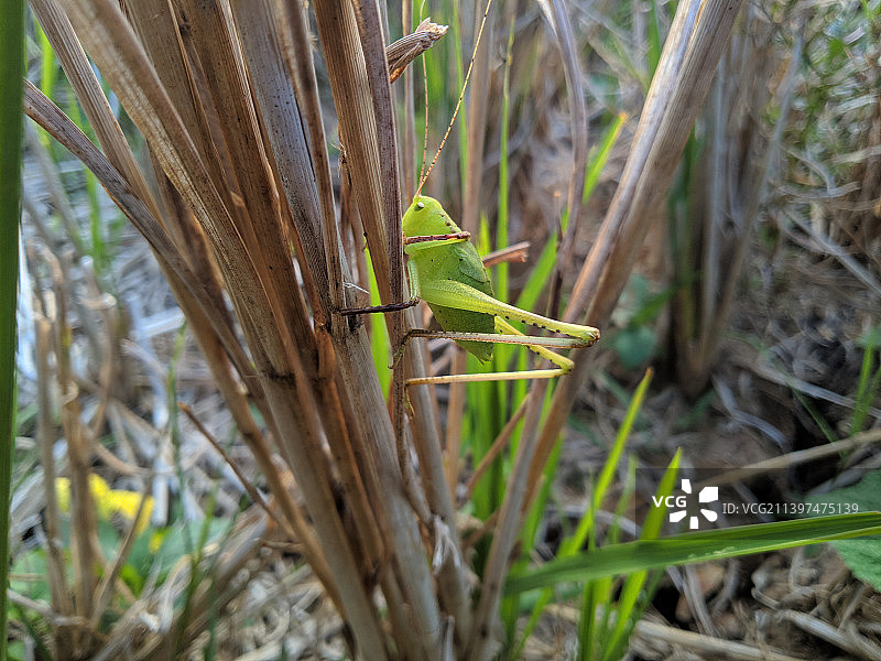 蚱蜢在植物上的特写图片素材
