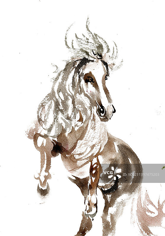 扬蹄的骏马图片素材