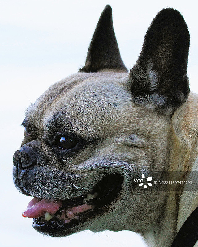 法国斗牛犬纯种犬望向远方特写图片素材