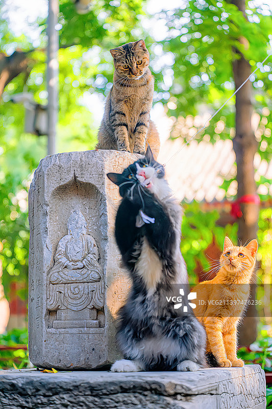 佛祖面前，休得无礼！图片素材