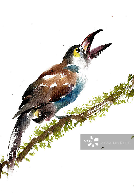 张嘴的小鸟图片素材