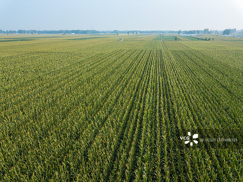 河南省濮阳市清丰县玉米农田夏天户外风光航拍图片素材