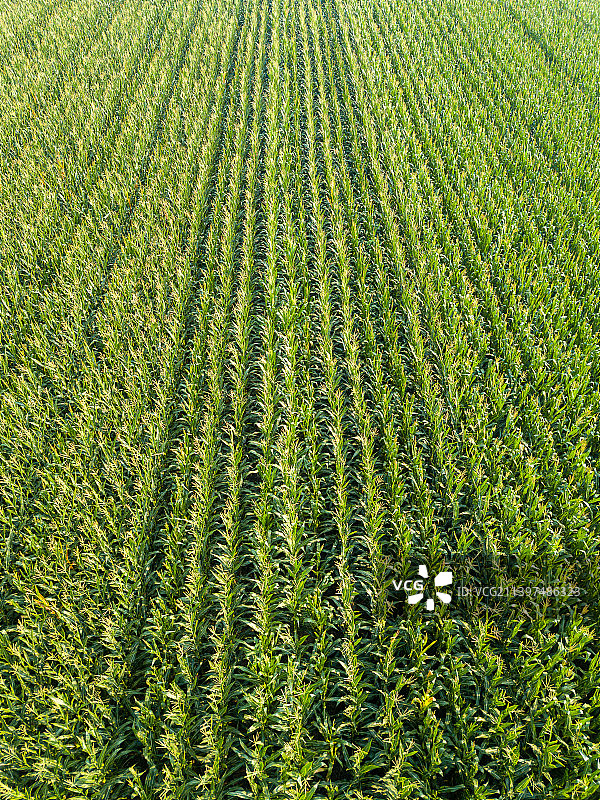 河南省濮阳市清丰县玉米农田夏天户外风光航拍图片素材