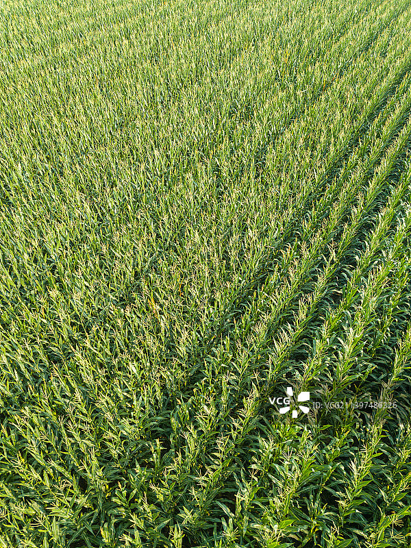河南省濮阳市清丰县玉米农田夏天户外风光航拍图片素材