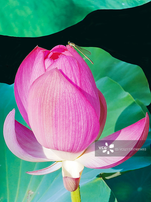 荷上豆娘（攝于温州杨府山公园）图片素材