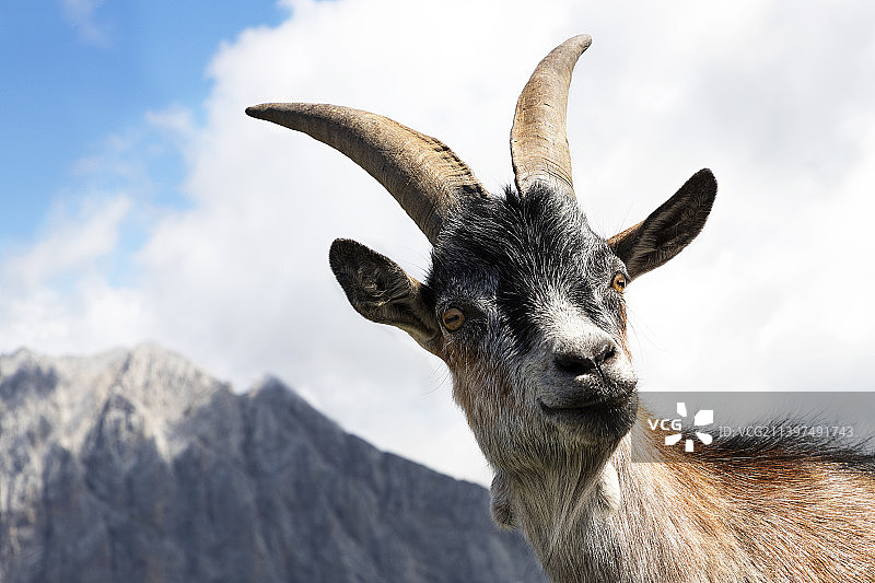 意大利克罗斯蒂斯山，野山羊的特写图片素材