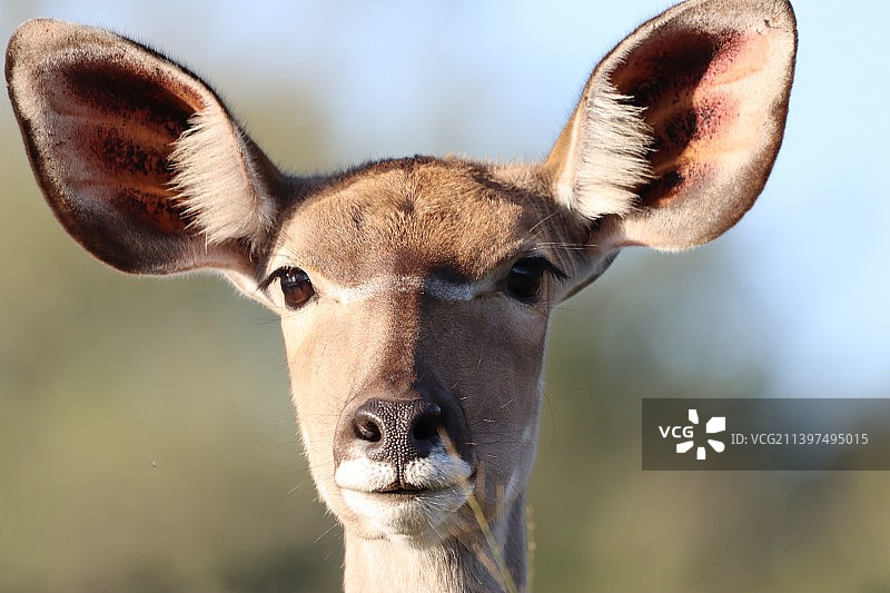 南非克鲁格国家公园的白色动物特写图片素材